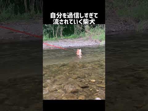 自分を過信しすぎて、流されていく柴犬 #shorts #shibainu