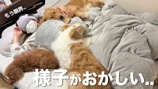 様子がおかしいママを心配した犬の行動に涙がとまりません...【ボーダーコリー•ゴールデンレトリバー】