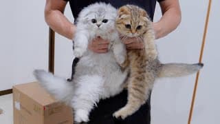 The excited kitten who was given a giant cat tower as a gift was so cute!