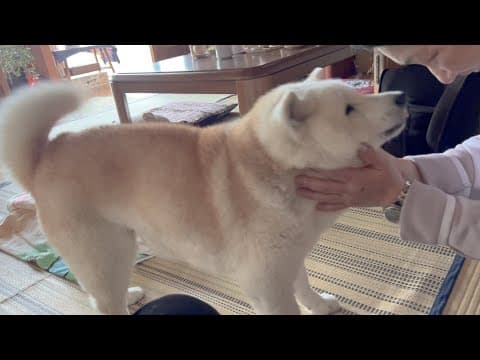 大好きな柴犬あいちゃんと叶えたかった夢の一歩目。嬉しくて大はしゃぎ