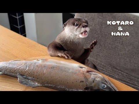 カワウソに巨大ヤマメをあげたら大変なことに！　Otter Goes Piranha Mode Over Large Salmon!