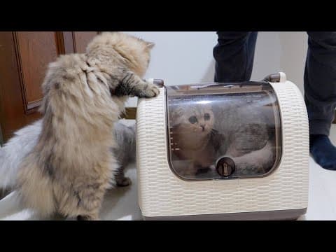 I am concerned for my kitten who had to be rushed to the vet.