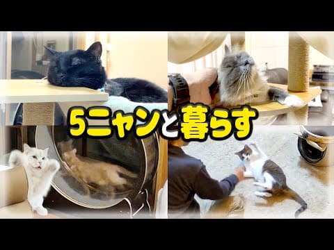 【保護猫】5ニャンと暮らすと、毎日こんな事だらけです、、、