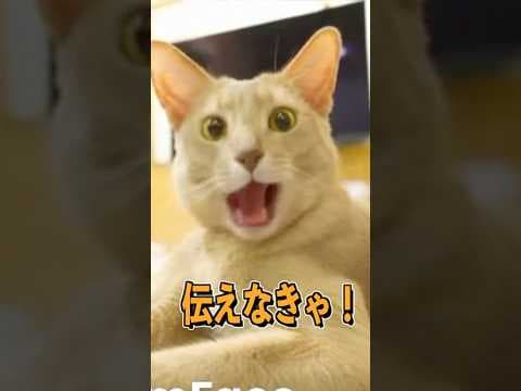 猫のえっほ！えっほ！#ねこ  #猫のいる暮らし  #猫 #shorts
