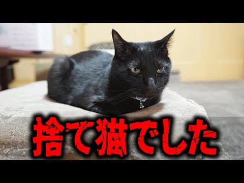 【保護猫】とある事実が発覚しました。。。