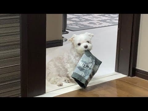 どこに行くにもママと一緒がいい犬が可愛すぎました…