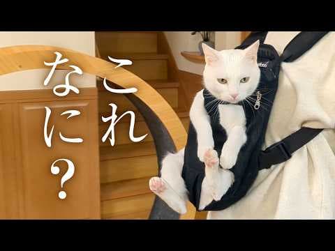 超甘えん坊な白猫を、おんぶ紐でおんぶしてみた。