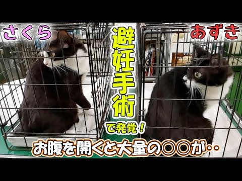 保護猫あずきとさくらの避妊手術を行いましたが、そこで思いもよらない事実が発覚しました