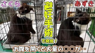 保護猫あずきとさくらの避妊手術を行いましたが、そこで思いもよらない事実が発覚しました