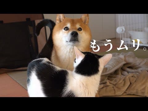 柴犬が子猫の子守りを続けるなか、遂にこの子に我慢の限界がきました。。