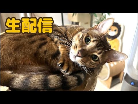【生配信4/27】GWは猫でも見てほっのりしませんか？生配信