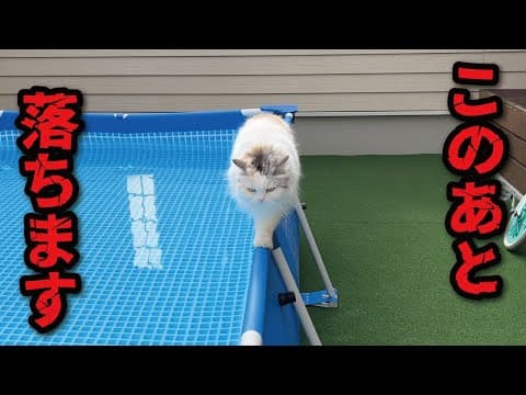【悲報】ウチのネッコ様、またプールに落下なされる…【関西弁でしゃべる猫】【猫アテレコ】