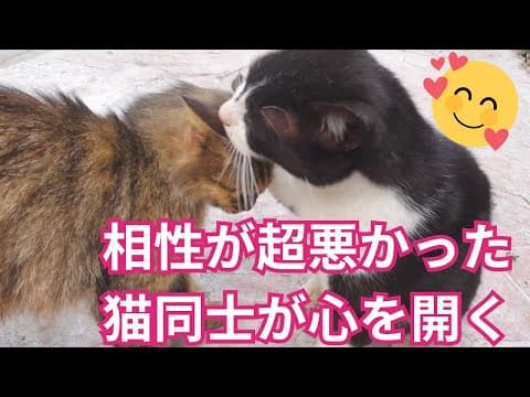 涙と感動！猫に7年目の奇跡が起きた！この光景をずっと待ってた！敵対から仲良しに！