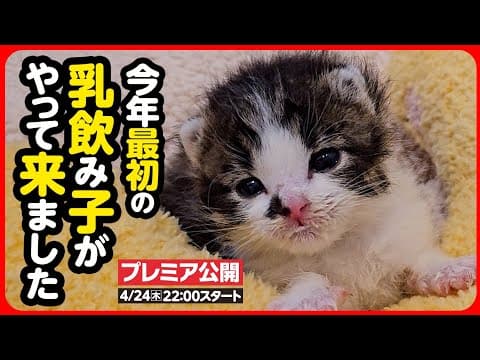 【子猫 保護】かわいい乳飲み子ちゃんが体験入園しました！