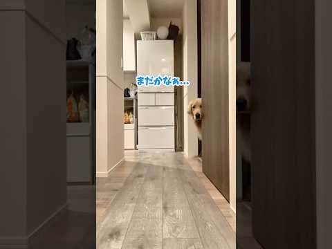 １番の風呂キャン要員#大型犬 #ゴールデンレトリバー