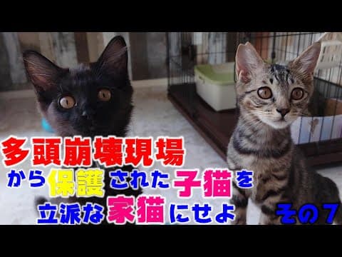 保護から一か月半たった子猫たちの様子　多頭崩壊現場から保護された子猫を立派な家猫に育て上げてみる　その７