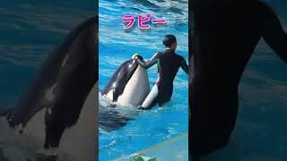 天才シャチ「ラビー」の連続パフォーマンス最高!! #Shorts #鴨川シーワールド #シャチ #kamogawaseaworld #orca #killerwhale