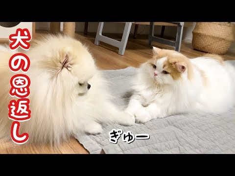 猫に育ててもらった恩はしっかり返す犬とちゃんと伝わってる猫が可愛すぎました！
