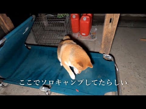 夜の見回りにいったらソロキャン満喫してた柴犬