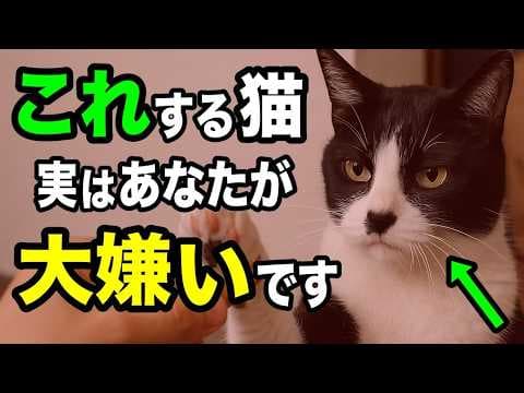 【知ったら後悔する】猫が嫌いな人にだけ見せる行動8選を獣医師が解説します