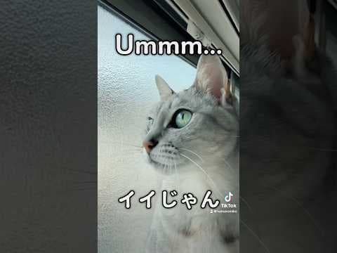 マロちゃんビジュいいじゃん #shorts