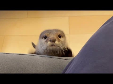 泣いちゃった子供を慰めて笑顔にさせるジェントルカワウソ Gentle otter comforts a child who has cried and makes him smile.