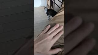 膝にずっと乗ってる猫🐱 - Lap Cats - #shorts #cat