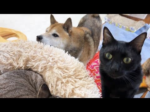 病気だった猫を気にかける柴犬とその優しい柴犬を気にかける黒猫