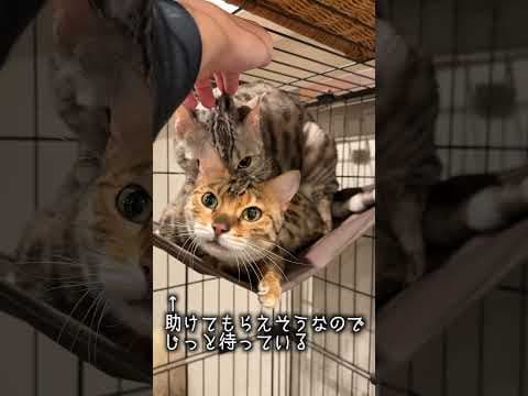 オス同士なのにマウントがやめられない猫 #ルトロゼ #ベンガル #cat