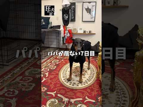 飼い主と一週間離れたドーベルマン