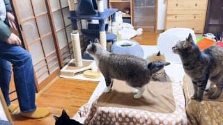 4日ぶりに帰宅した飼い主に猛抗議をする猫に癒されました