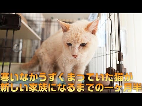 弱ってうずくまっていた所を保護した猫が家族になるまで記録　青い目のあお前編