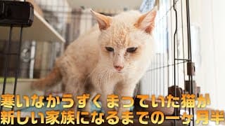 弱ってうずくまっていた所を保護した猫が家族になるまで記録　青い目のあお前編