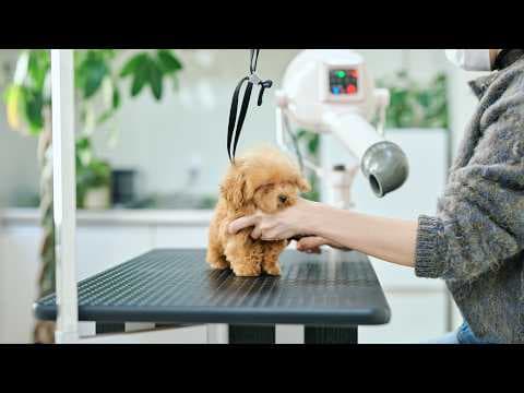 極小トイプーの子犬、生後１１４日の初トリミング【ティーカッププードル】