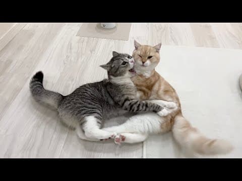 もちvsむぎの初めての兄弟ケンカがこちらです…笑