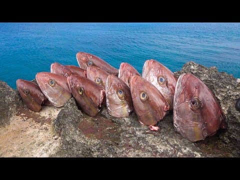 大量のカンパチの頭で大物を狙う！【与那国島の一級磯で一泊二日#2】