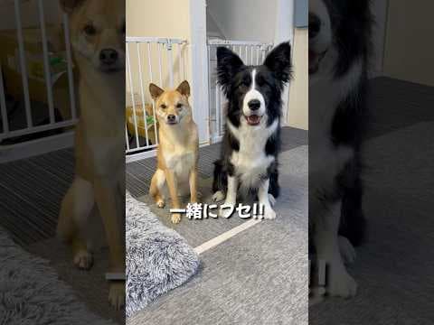 ひとりだけ軍隊に所属してそうな犬#shorts