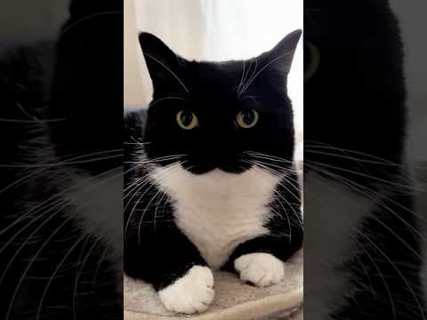 I'm Uni! :3  #catsofyoutube #cat #cutecat