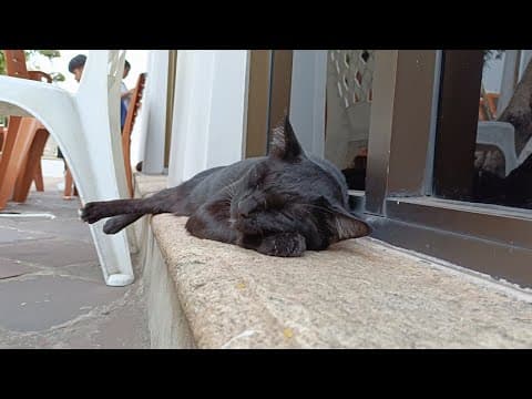 気持ちよさそうに寝る黒猫