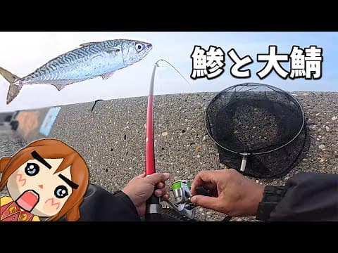 改造サビキで アジと大サバを狙う