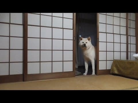 【秋田犬ゆうき】仏壇を拝みに行く日もあれば顔だけ見せて終わりの日もたまにある【akita dog】