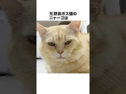元野良ボス猫ニャーゴ伝説⑪