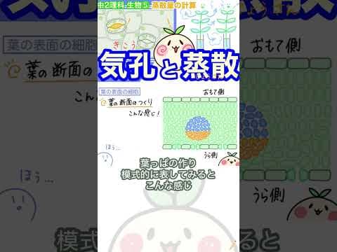 気孔から蒸散していく！　#ぽにょん中学理科あにめ