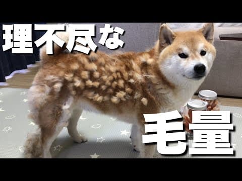 理不尽な毛が抜ける換毛期！その体のどこに大量の毛を隠し持ってた！