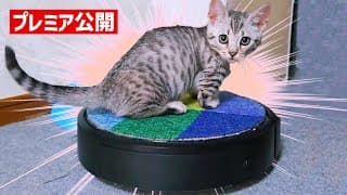 ルンバに乗っていた子猫が懐かしい！