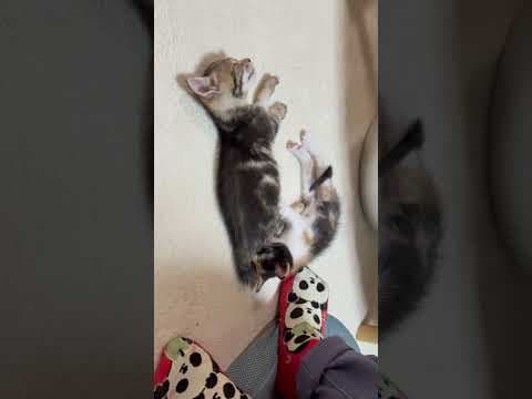 お母さんが恋しいねん
