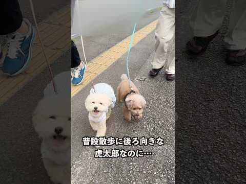 ジィジに会えて張り切るコタさん  #犬 #トイプードル #かわいい #トイプードルの虎太郎三桜 #癒し #といぷーどる #こたみお