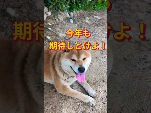 今年も期待させる汚レオ💧 #柴犬さん