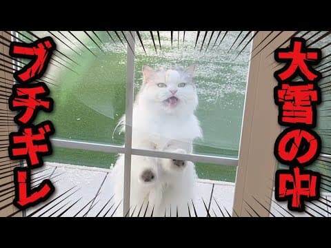 大雪の中、猫を締め出したらブチ切れられました【関西弁でしゃべる猫】【猫アテレコ】