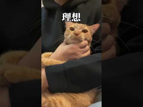 猫の理想と現実